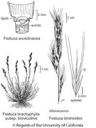Image result for Festuca