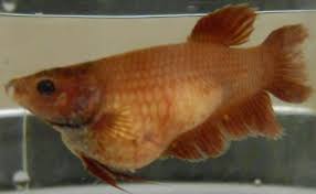 Is This Dropsy Or Is Femal Betta Fish Full Of Eggs Female Swims And Eats L My Aquarium Club