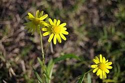 Image result for Senecio madagascariensis