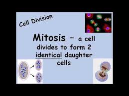 They're also a good idea in these rooms because they won't interfere with smoke detectors. 3 Stages Of Cell Cycle Gcse Slide Share