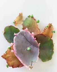 I Think The Way Kalanchoes Propagate Is My Favorite Those Tiny Babies Along The Ridges Of The Propagating Plants Propagating Succulents Indoor Flowers