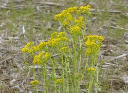 We did not find results for: Butterweed Is That Yellow Flower In Farm Fields Hoosier Ag Today