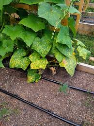 Image result for mildew on cucumbers
