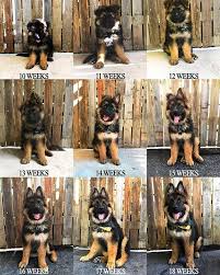 Pin On German Shepherd Puppies Training