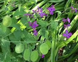 Flowers are a nectar source for many butterflies and leaves are a food source for monarch butterfly larvae (caterpillars). Lunaria Annua Gardensonline