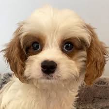 Cavapoo Archives Heavenly Puppies
