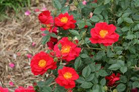 This is just a fmv, hope you like it!! Ground Cover Roses Sunset Magazine
