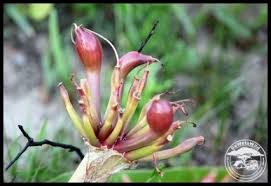 Image result for Crinum stuhlmannii