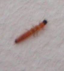 Ungeziefer Wurm Was Ist Er Woher Kommt Er Was Dagegen Tun Haus Insekten