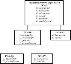 Image result for Carex bequaertii