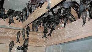 Jika dilakukan dengan benar bisnis burung walet sangat menjanjikan dan bisa mendatangkan untung. 10 Cara Penangkaran Sarang Burung Walet Arenahewan Com