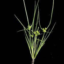 Image result for Courtoisina assimilis