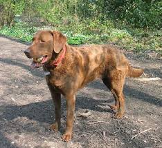 Chesapeake Bay Retriever Color Chart Goldenacresdogs Com