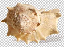 Seashell Resonance Ocean Shore Png Ocean Treasures Sea Shells Png