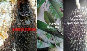 Serangan yang teruk menyebabkan pucuk layu,daun gugur dan dahan mati. 4 Penyakit Utama Durian Pengurusan Perosak Durian Yang Wajib Anda Tahu Kartel Dakwah
