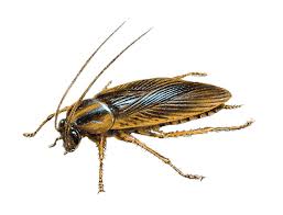 Aptive is a residential and commercial pest control service. Pest Control Bradford Leeds Insect Rodent Removal Specialists
