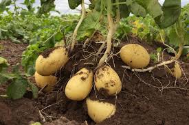 The lower leaves on the plants develop a leathery texture, and necrotic netting develops on the vascular tissue of the tubers. Setting Up Success With Good Potato Crop Establishment Syngenta