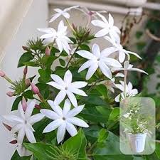 Image result for Jasminum multiflorum
