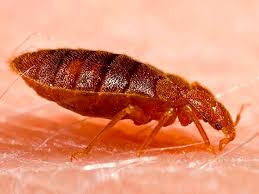 Recently we have noticed an increase in the bed bug population in the kansas city metro area with more people traveling abroad. Bed Bugs In Kansas City What Do Bed Bug Bites Look Like