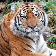 Jaguar The Amazing Amazon Big Cat Stories Wwf Tiger Species Big Cat Species Endangered Animals