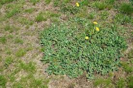 Weeds are hardy and as my dad used to say, a weed is a wildflower that you don't want in your lawn. wildflowers are beautiful on the prairies, the woods, forests, and deserts. How Can I Control Weeds And Disease In My Centipede Grass Lawn In South Carolina Sodbusters