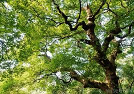For the most shade, a standard tree would provide the most. What Are The Best Shrubs And Trees For Privacy With Pictures