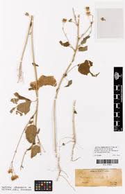 Image result for Hibiscus lobatus