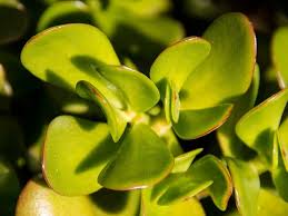 The temperature needs to be above 55 degrees fahrenheit. 59 Different Succulent Types With Names And Pictures Florgeous