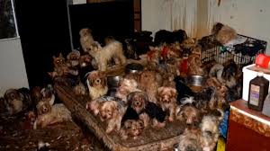 Welcome to texas premier yorkies. 92 Yorkies Found Living In Filth Find New Homes Hoarders Agree To Probation Youtube