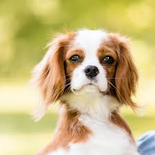 Wouldn't you love to have her cuddled up with you? Cavalier King Charles Spaniel Petfirst