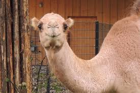 Bewertungen über zoo saarbrücken, saarland, telefonnummern, adressen, stunden. Tierparks Im Saarland Kloster Hornbach