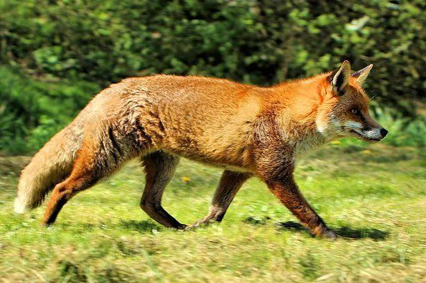 Fox hunting: Brent Pelham man to appear in court after fox reportedly killed during Boxing Day Puckeridge Hunt - HertsLive
