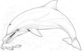 Um die webseite fortlaufend zu verbessern, verwendet die delphin verlag gmbh cookies. Window Color Malvorlagen Delfine Coloring And Malvorlagan