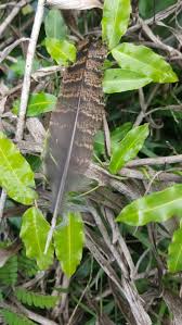 Image result for Oxyanthus pyriformis