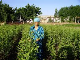 Apple, orange, lemon, lime, banana, cherry, olive, peach, pear Fruit Trees For Sweet Futures In Central Asia Water Land And Ecosystems