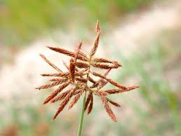 Image result for Cyperus rotundus