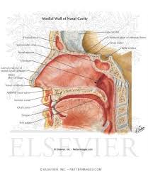 Inferior, middle and superior nasal conchae (turbinates) superiorly: Medial Wall Of Nasal Cavity