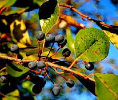 The pulp of its fruit is technically edible, extremely sour and extremely bitter, which is why it is usually used in sweetened preserves. Black Gum Department Of Horticulture