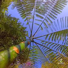 Image result for Schizolobium parahyba