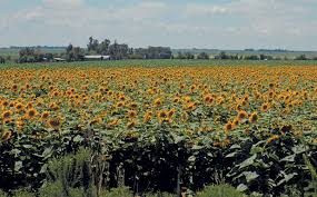 This stage is the beginning of true physiological flowering. When To Plant Sunflower For Optimal Yield