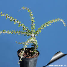 Image result for Cissus humbertii