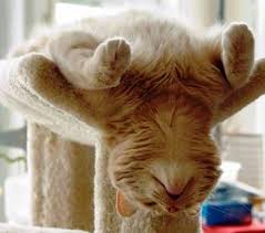 In up vote / down vote. Top 10 Des Chats Pris Dans Des Positions Bizarres Quand Le Chat Refuse D Etre Un Animal Normal Chats Et Chatons Chat Trop Mignon Image Chat