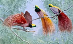 Bird Of Paradise Drawing Funny See Bird Drawings By Walter Weber From National Geographic Bird Illustration Birds Of Paradise Greater Bird Of Paradise