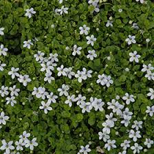 Isotoma fluviatilis, the swamp isotome or blue star creeper, is a small herbaceous perennial plant in the family campanulaceae, native to australia. Blue Star Creeper Isotoma Fluviatilis In Boston Concord Sudbury Weston Newton Lexington Massachusetts Ma At Stonegate Gardens