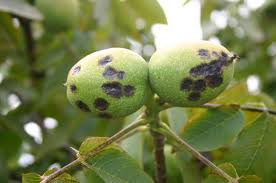 Image result for Walnut blight