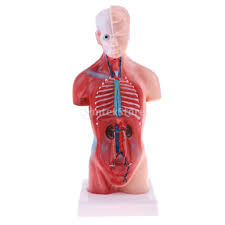 The sculpt took about 3. Learning Resources 28cm Human Torso Body Model W 15pcs Viscera Anatomy Toys Shopee Singapore