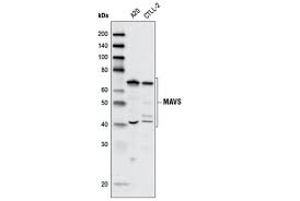 Peroxisomal and mitochondrial mavs act sequentially to create an antiviral cellular state (pubmed identification and characterization of mavs, a mitochondrial antiviral signaling protein that activates. Mavs Antibody Rodent Specific Cell Signaling Technology