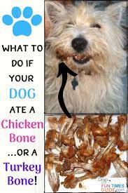 What To Do If Your Dog Ate Chicken Bones Or Turkey Bones Dog Ate Chicken Bones Dog Eating Dog Safe Food