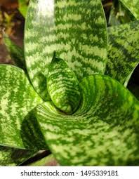 Image result for Sansevieria hyacinthoides