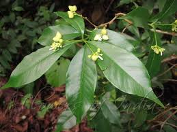 Image result for Rauvolfia nana